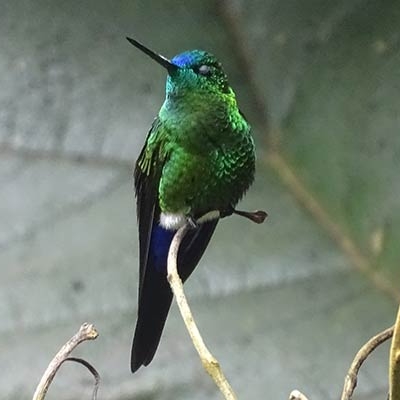 Sapphire-vented Puffleg