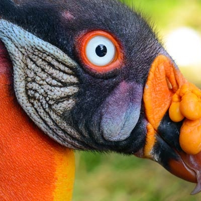 King Vulture (Sarcoramphus papa)