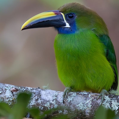 Northern Emerald-Toucanet