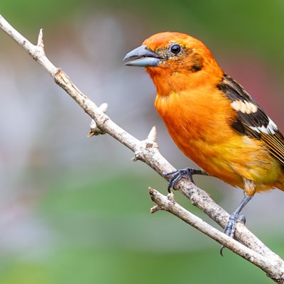 Flame-colored Tanager