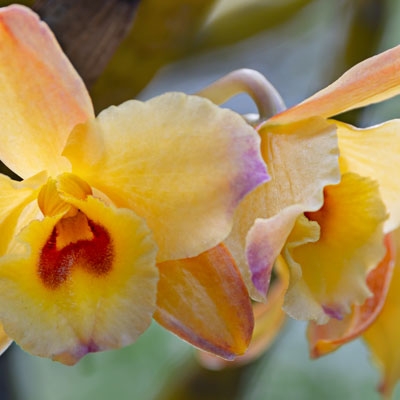 Orchid