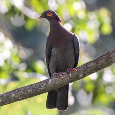 Scaly-naped Pigeon
