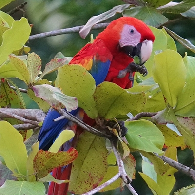 Scarlet Macaw