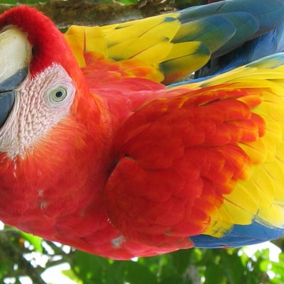 Scarlet Macaw