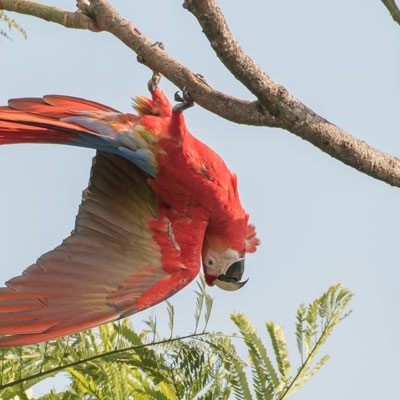Scarlet Macaw
