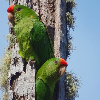 Scarlet-fronted Parakeets