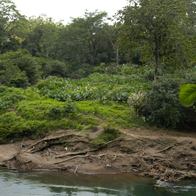 Scenery at La Selva Biological Station