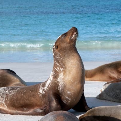 Galápagos sea lions