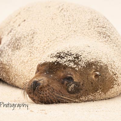 Sea lion