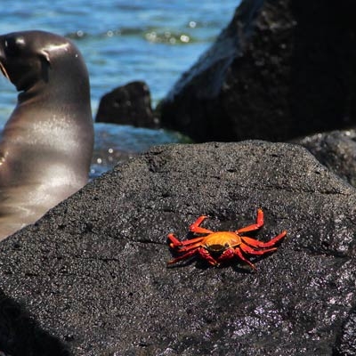 Sea lion and Sally Lightfoot crab