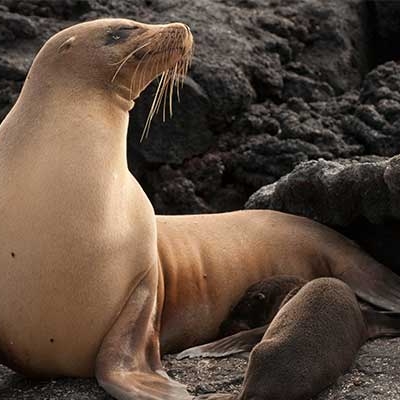 Sea lions, unlike seals, have visible ears