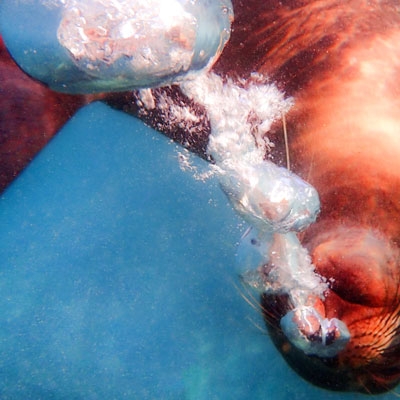 Sea lion underwater