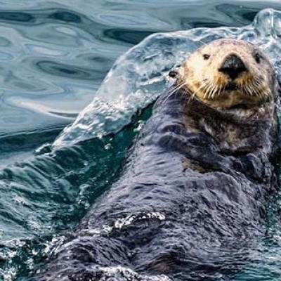 Sea otter