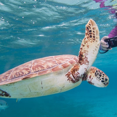 Sea turtle in Belize