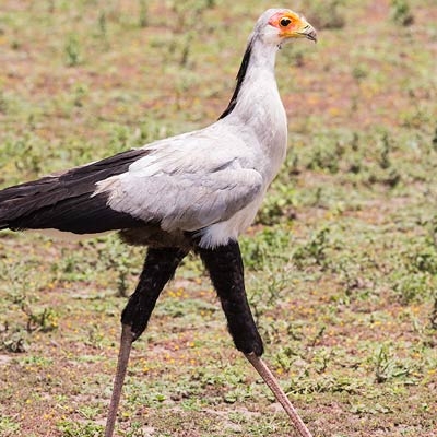 Secretarybird (Sagittarius serpentarius)