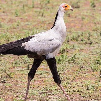Secretarybird