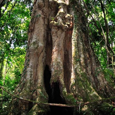 Selva Verde Reserve