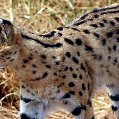 Serval