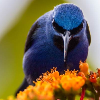 Shining Honeycreeper