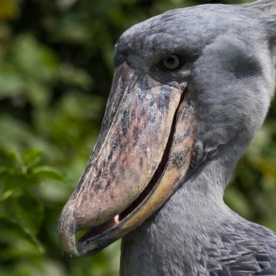 Shoebill Stork