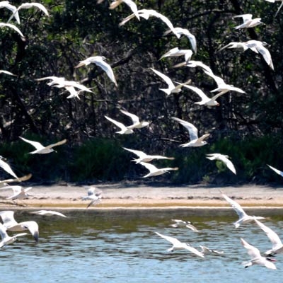 Shorebirds Salamanca