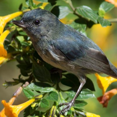 Slaty Flowerpiercer (Diglossa plumbea)