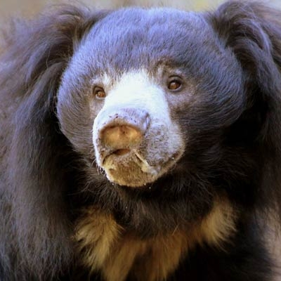 Sloth bear