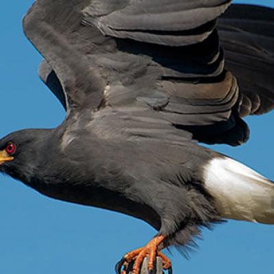 Snail Kite (Rostrhamus sociabilis)