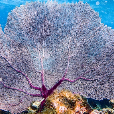 Snorkeling in the Belize Barrier Reef