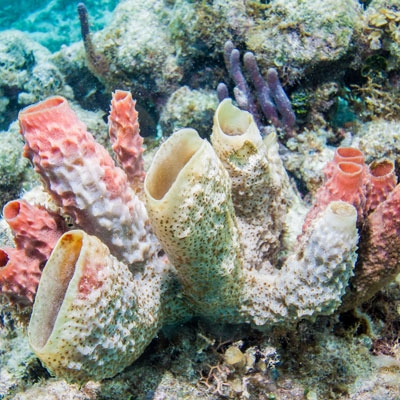 Snorkeling in the Belize Barrier Reef