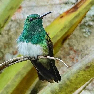 Snow-bellied hummingbird at Wilson Botanical Gardens