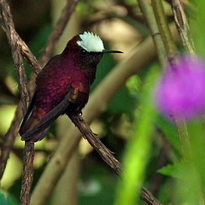 Snowcap hummingbird