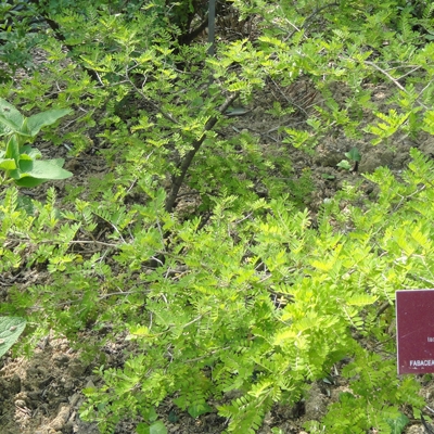 Sophora toromiro