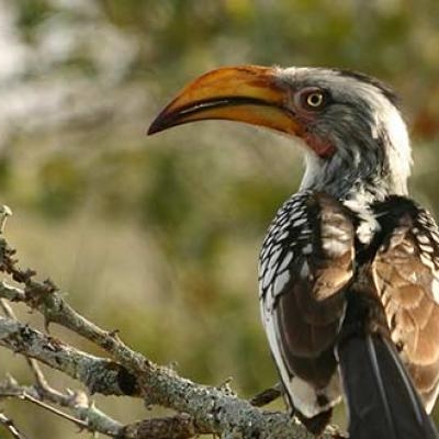 Southern Yellow-billed Hornbill