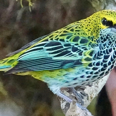 Speckled Tanager
