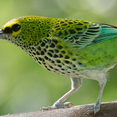 Speckled Tanager