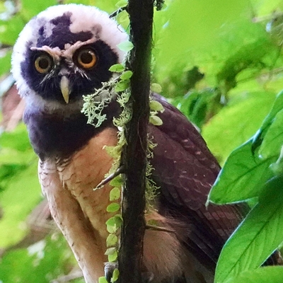 Spectacled Owl