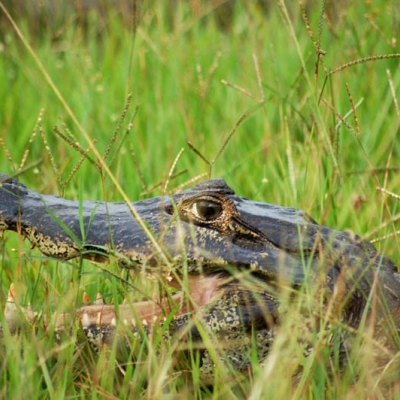 Spectacled Caiman