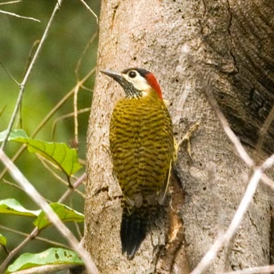 Spot-breasted Woodpecker