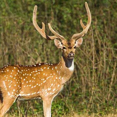 Chital, also known as the spotted deer