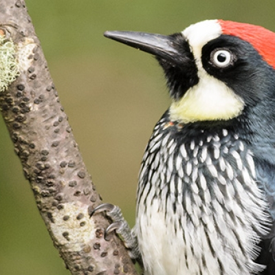 Acorn Woodpecker