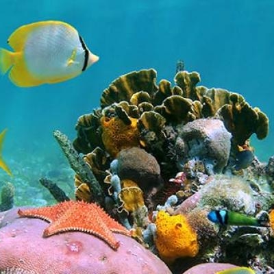 Coral reef