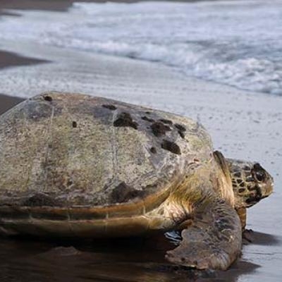 Green Sea Turtle, Tortuguero