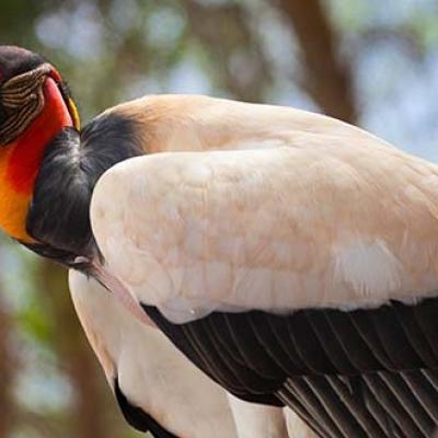 King Vulture