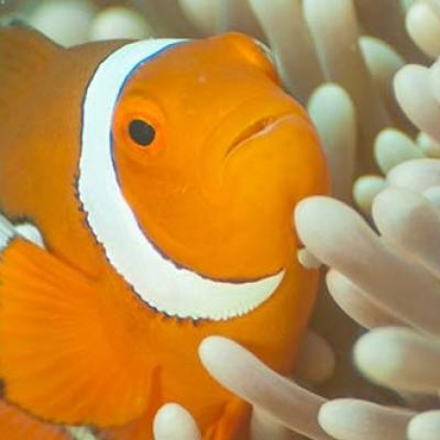 Clown fish at the Great Barrier Reef