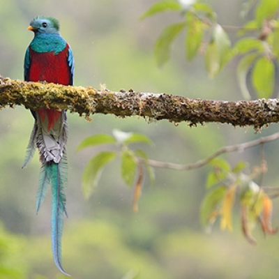 Resplendent Quetzal