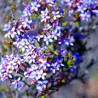 Starflower (Borago officinalis)