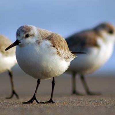 Western Sandpipers