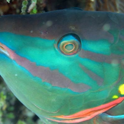 Stoplight Parrotfish
