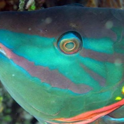 Spotlight Parrotfish at Tobacco Caye